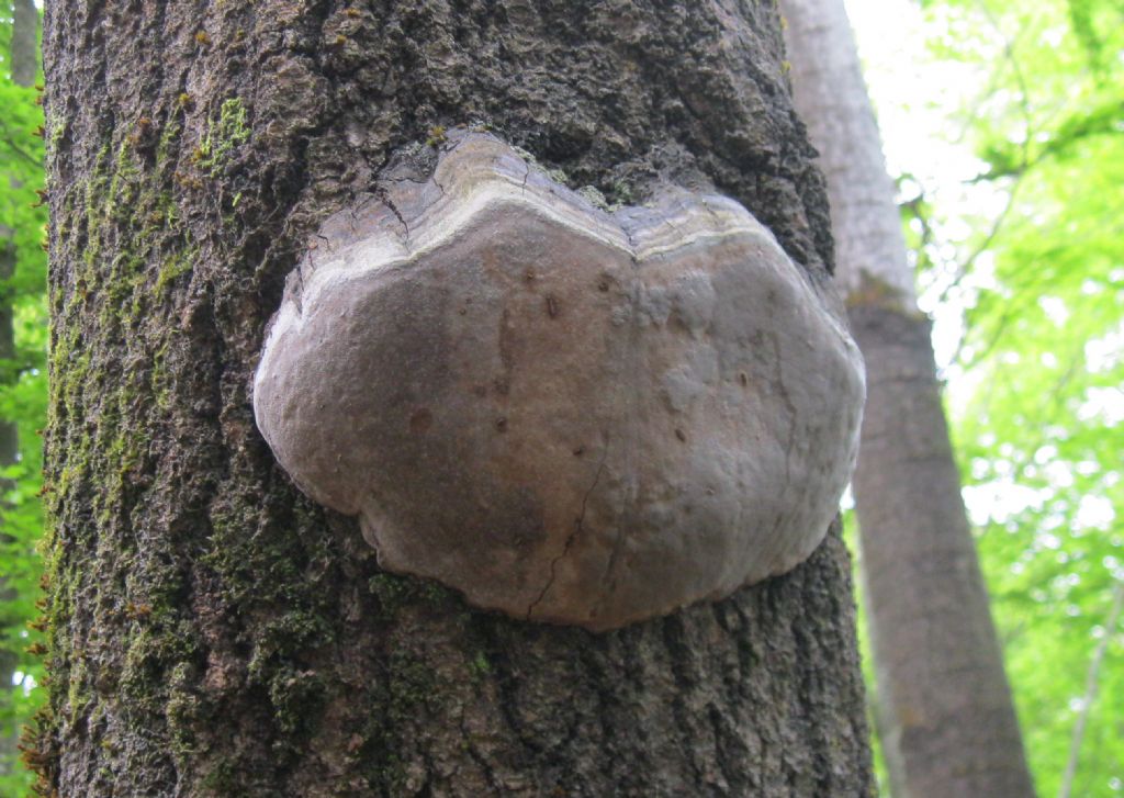 Phellinus su pioppo tremolo