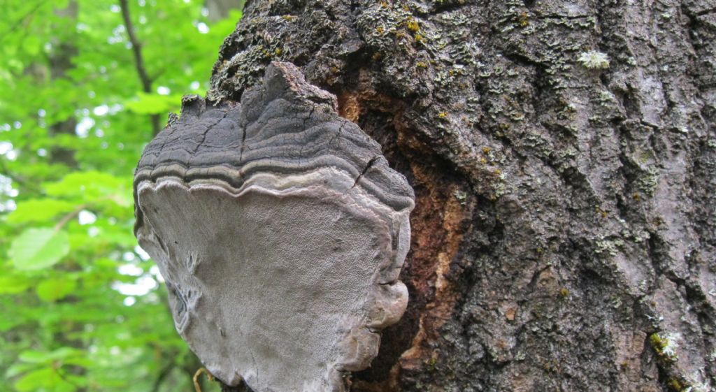 Phellinus su pioppo tremolo