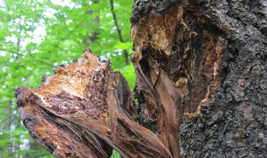 Phellinus su pioppo tremolo