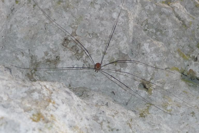 Leiobunum limbatum - Dardago (PN)