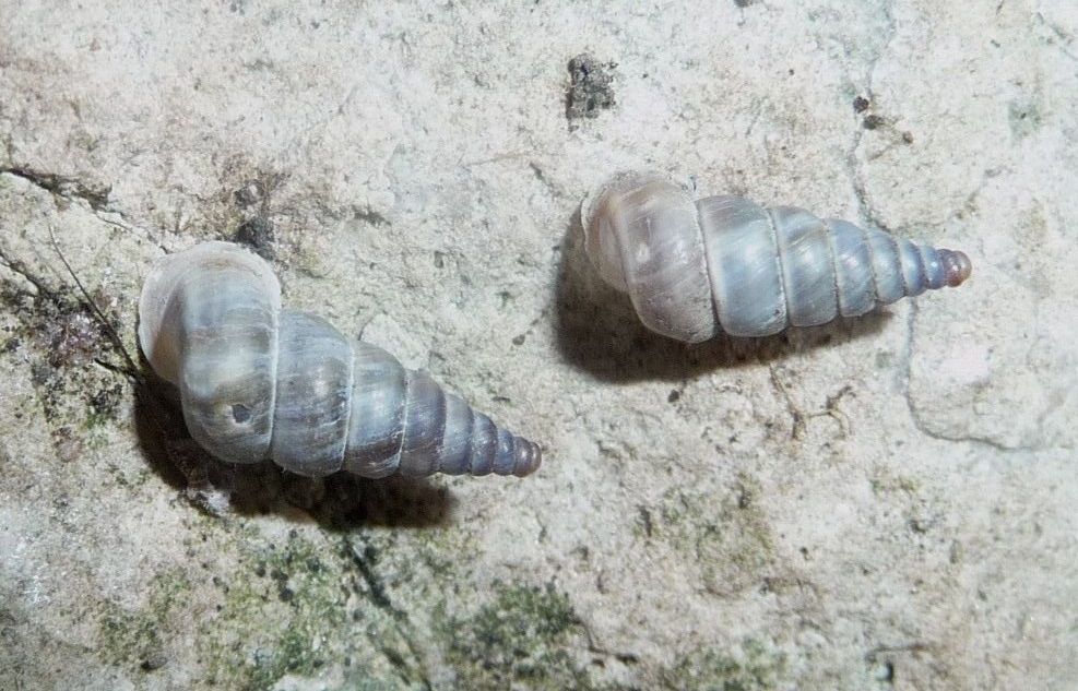 Cochlostoma vicentini