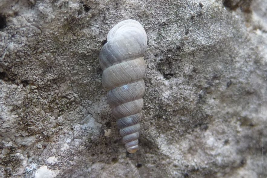 Cochlostoma vicentini