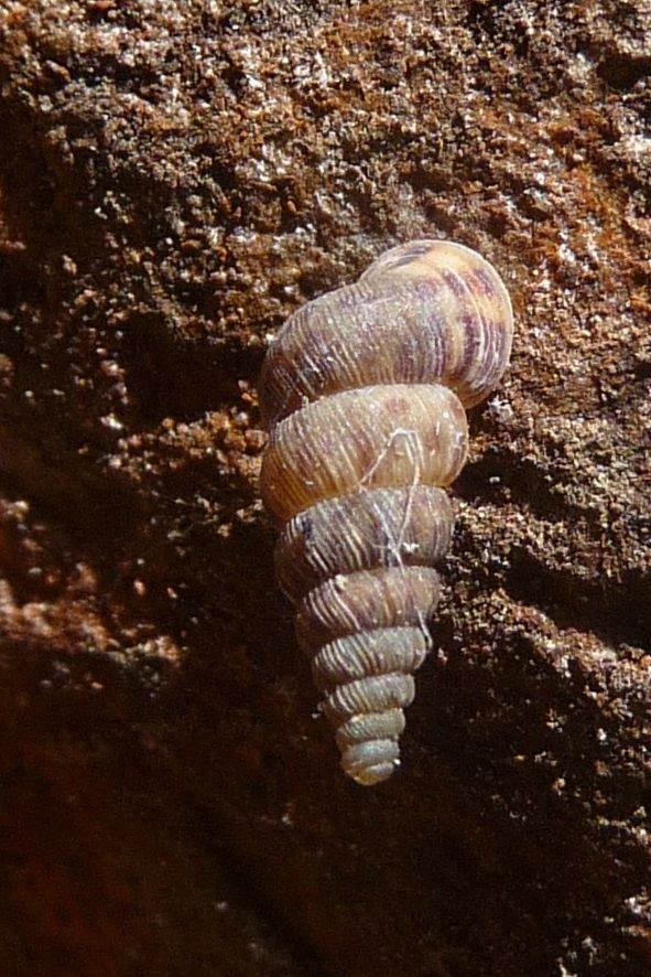 Cochlostoma porro gredleri - Gardone V.T.