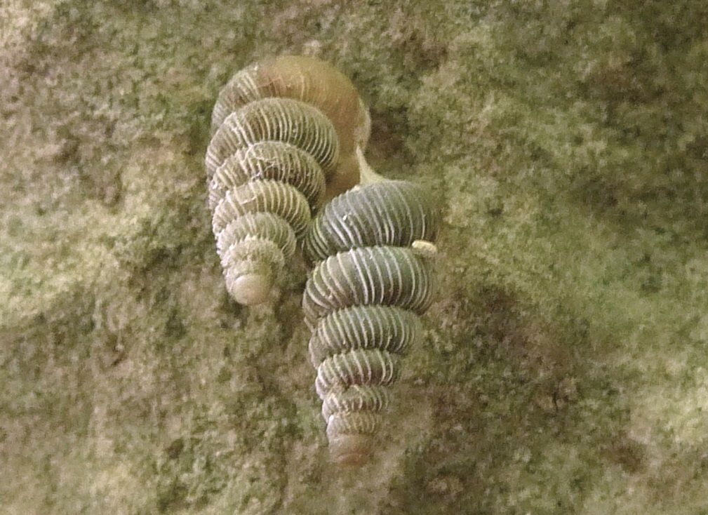 Cochlostoma porro gredleri - Gardone V.T.