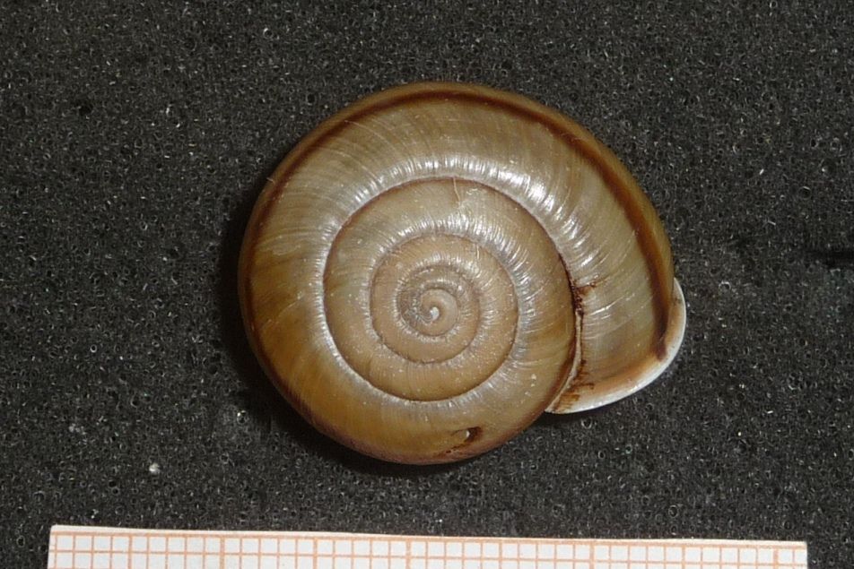 Chilostoma zonatum cf. flavovirens