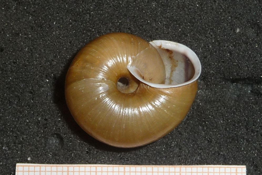 Chilostoma zonatum cf. flavovirens