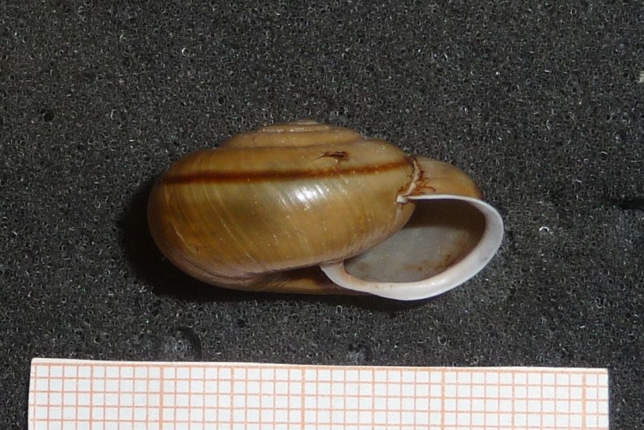 Chilostoma zonatum cf. flavovirens