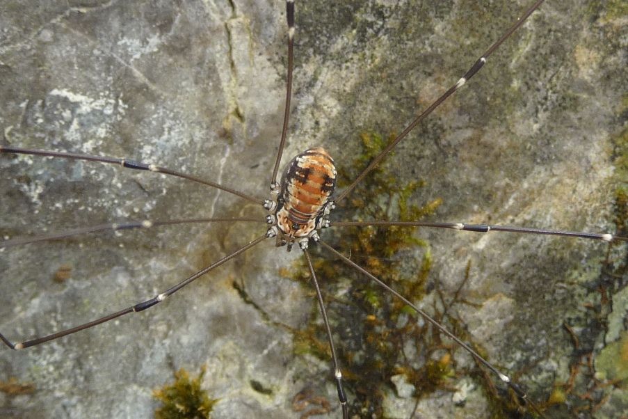 Leiobunum limbatum (Sclerosomatidae) - sinistra Piave