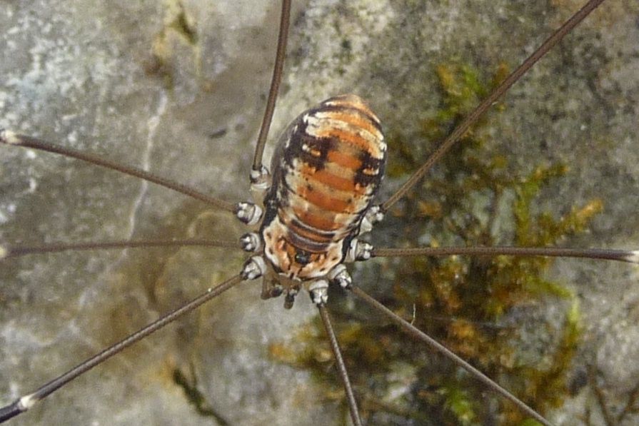 Leiobunum limbatum (Sclerosomatidae) - sinistra Piave