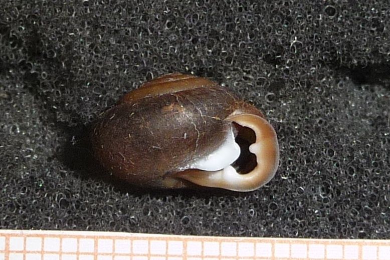 Isognomostoma isognomostomos berica