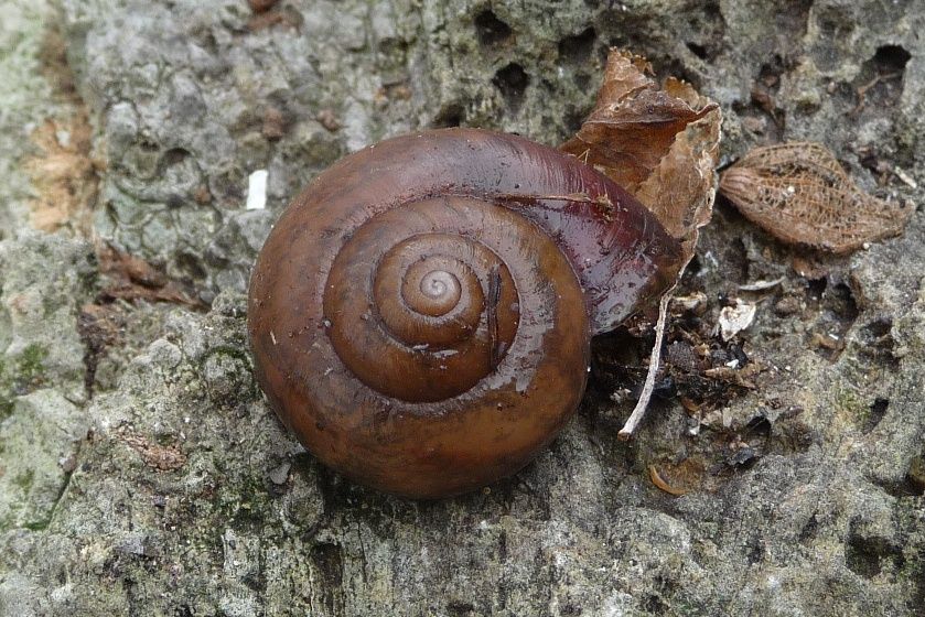 Retinella olivetorum a Verona