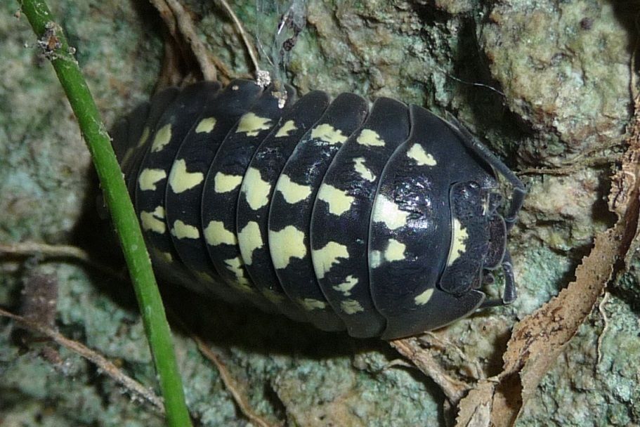 Armadillidium di Finale Ligure:  Armadillidium gestroi