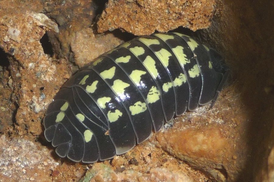 Armadillidium di Finale Ligure:  Armadillidium gestroi