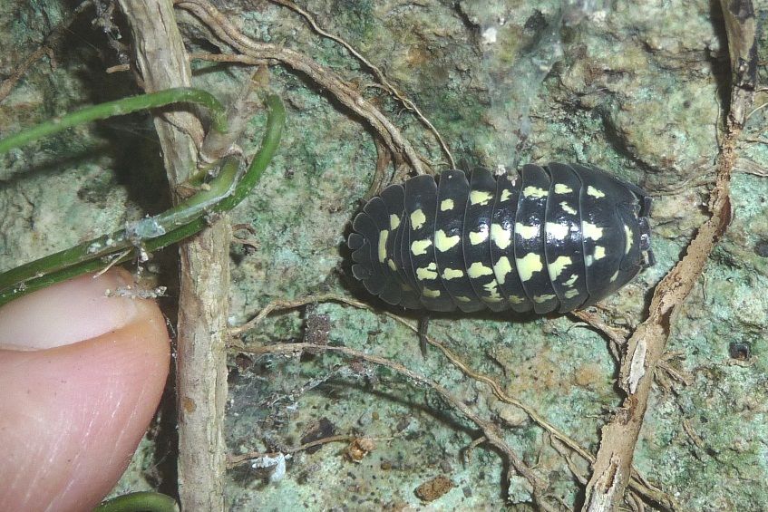 Armadillidium di Finale Ligure:  Armadillidium gestroi