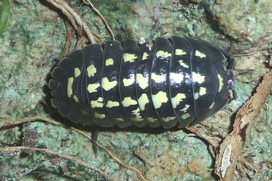 Armadillidium di Finale Ligure:  Armadillidium gestroi