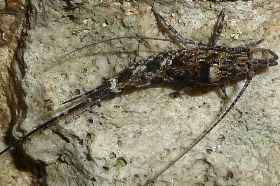 Trigonophthalmus sp. (Microcoryphia Machilidae)