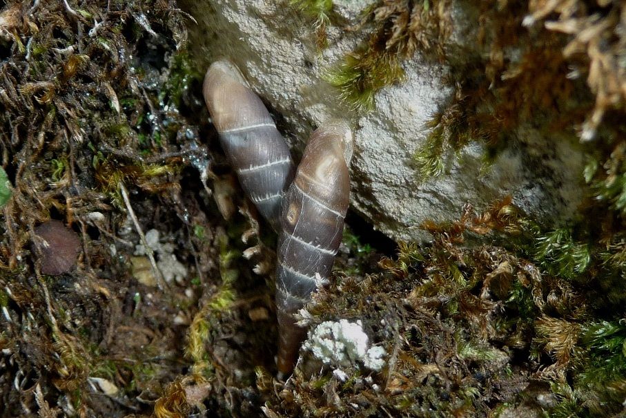 Charpentieria stenzii sulla Costa di Serravalle