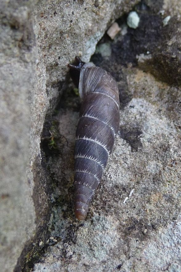 Charpentieria stenzii sulla Costa di Serravalle