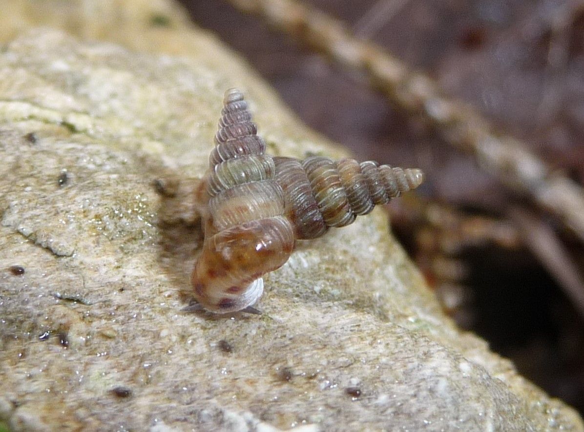 Cochlostoma villae a Montegalda (VI)