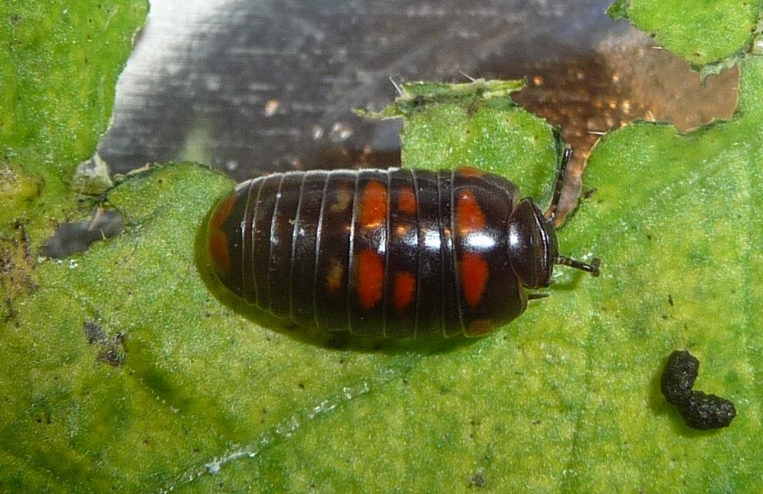 Glomeris pulchra dall''Albania