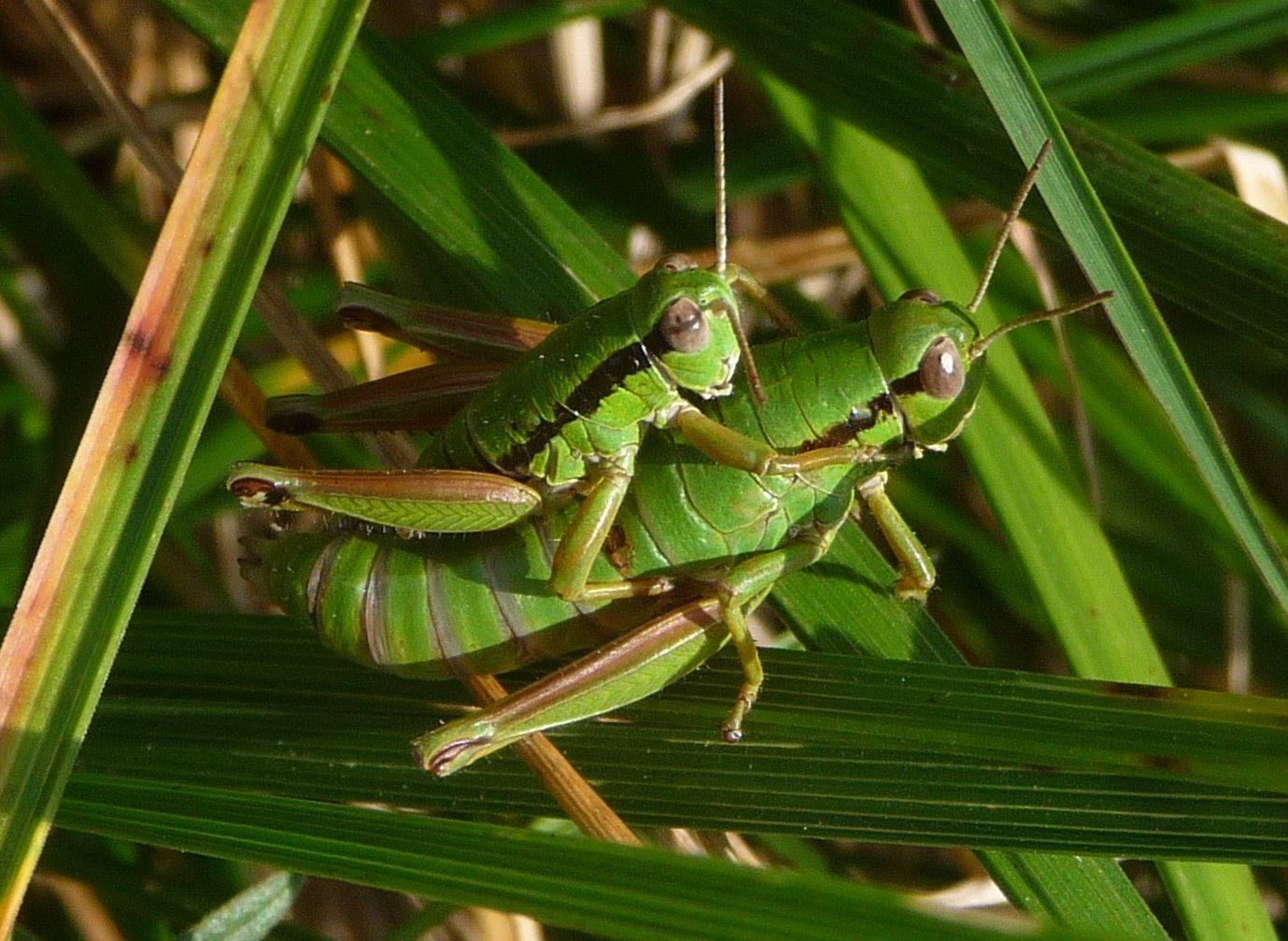 Chorthopodisma cobellii, suppongo