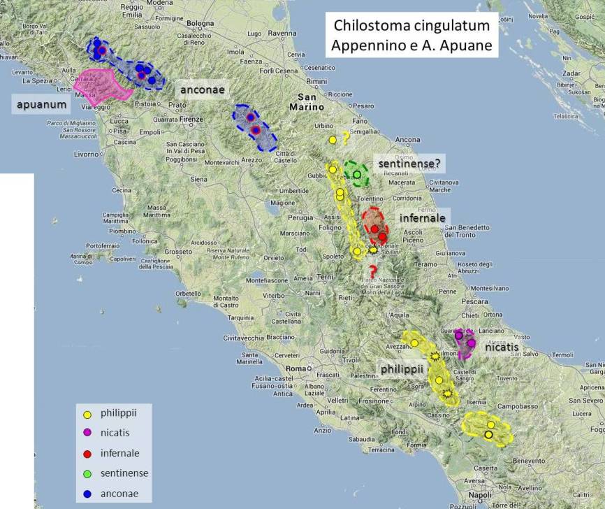 Esercizio: Chilostoma cingulatum sull''Appennino