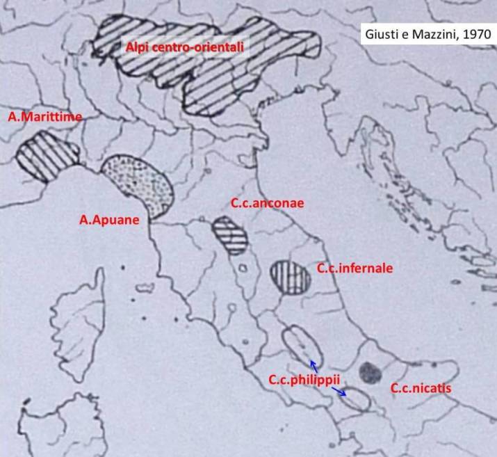 Esercizio: Chilostoma cingulatum sull''Appennino