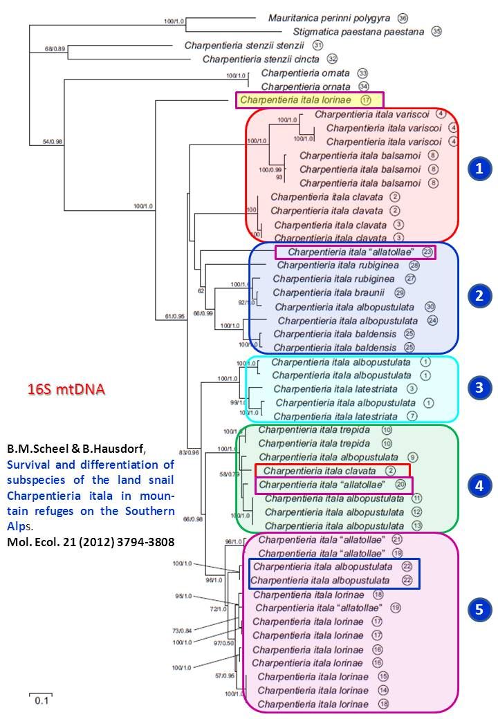 Charpentieria itala e clavata. Riassunto di un articolo