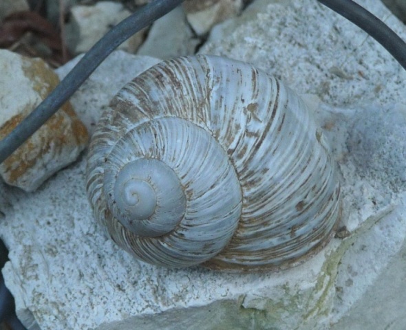 Helix pomatia 