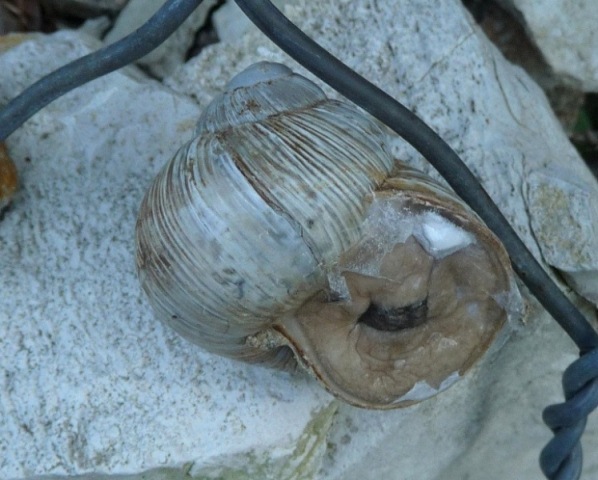 Helix pomatia 