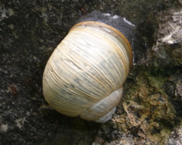 Helix pomatia 