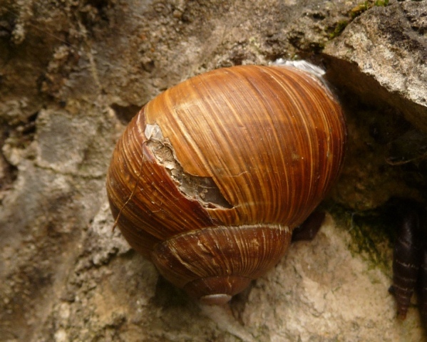 Helix pomatia 