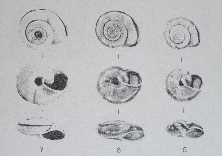 alcune parole su Chilostoma zonatum