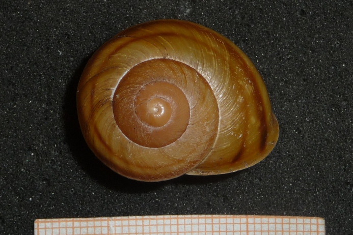 Tacheocampylaea di Perdasdefogu (OG)