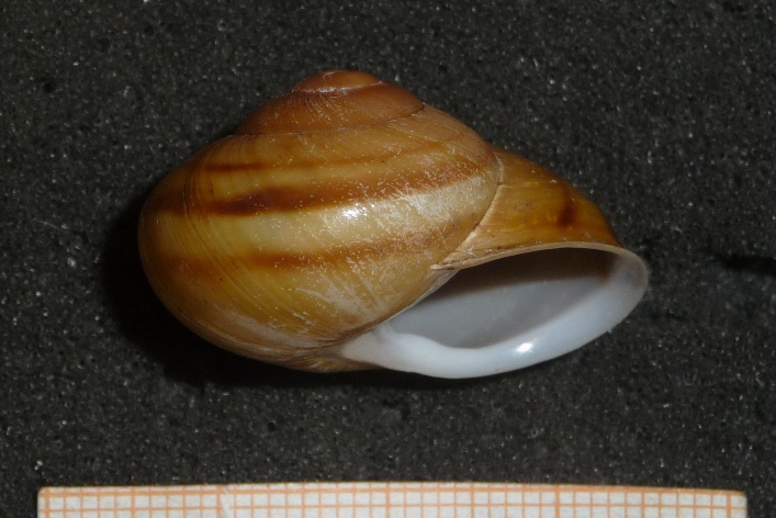 Tacheocampylaea di Perdasdefogu (OG)