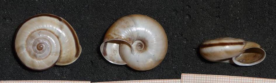 Chilostoma cingulatum bizona