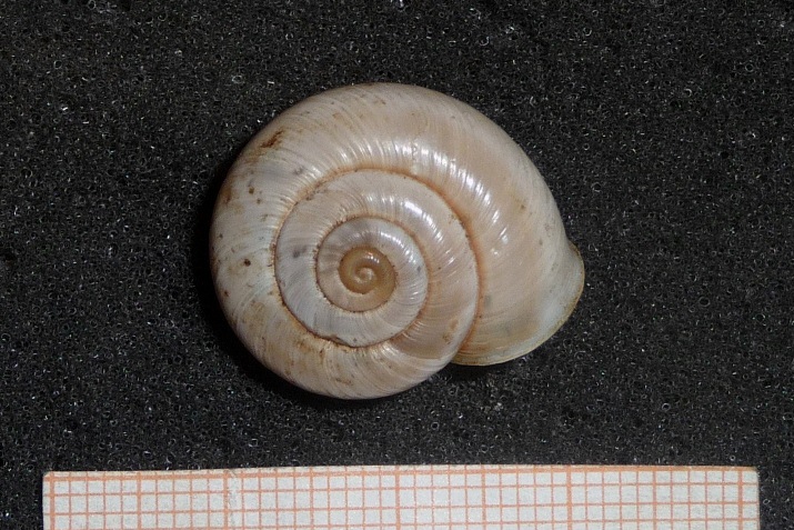 Chilostoma cingulatum bizona di Finale Ligure (SV)