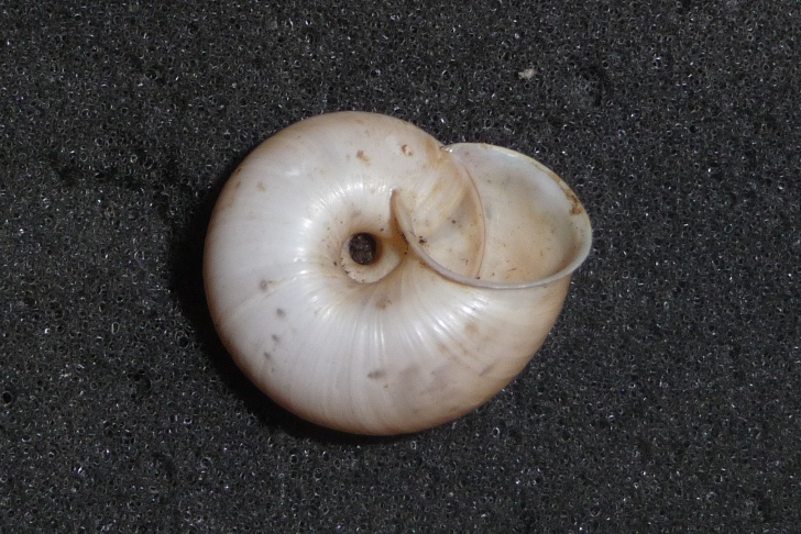 Chilostoma cingulatum bizona di Finale Ligure (SV)