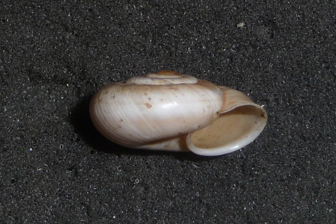 Chilostoma cingulatum bizona di Finale Ligure (SV)