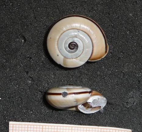 Chilostoma cingulatum bizona