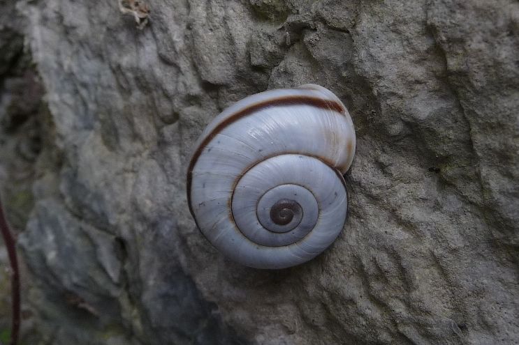 Chilostoma cingulatum bizona