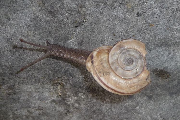 Il Chilostoma dimezzato