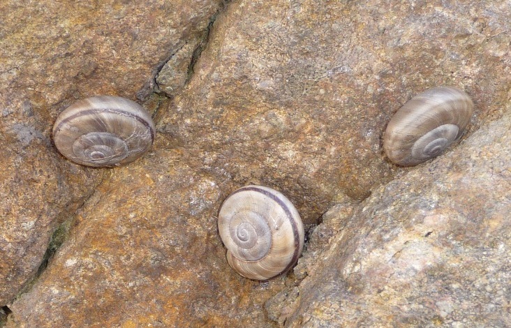 Chilostoma cingulatum sul porfido