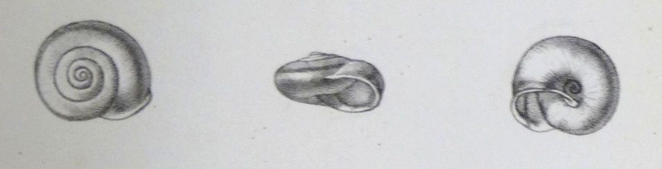 Chilostoma (adelozona?)  