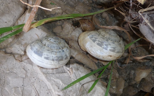 Eobania vermiculata da Duino