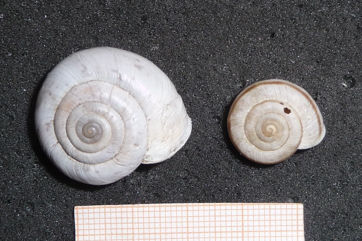 Che fine ha fatto Chilostoma cingulatum adamii?