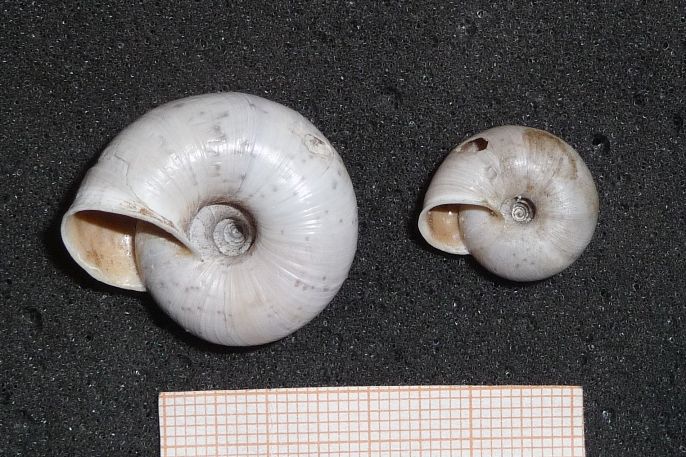 Che fine ha fatto Chilostoma cingulatum adamii?