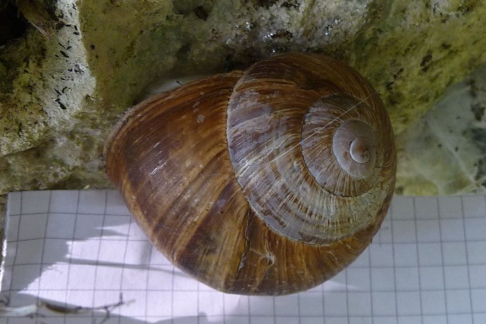 Quanto pu misurare Helix pomatia?