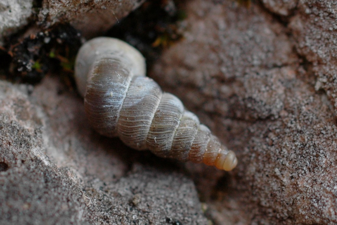 Cochlostoma henricae 