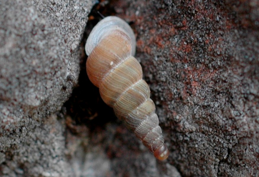 Cochlostoma henricae 